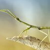 Phasmid (Stick Insect) - Image 3