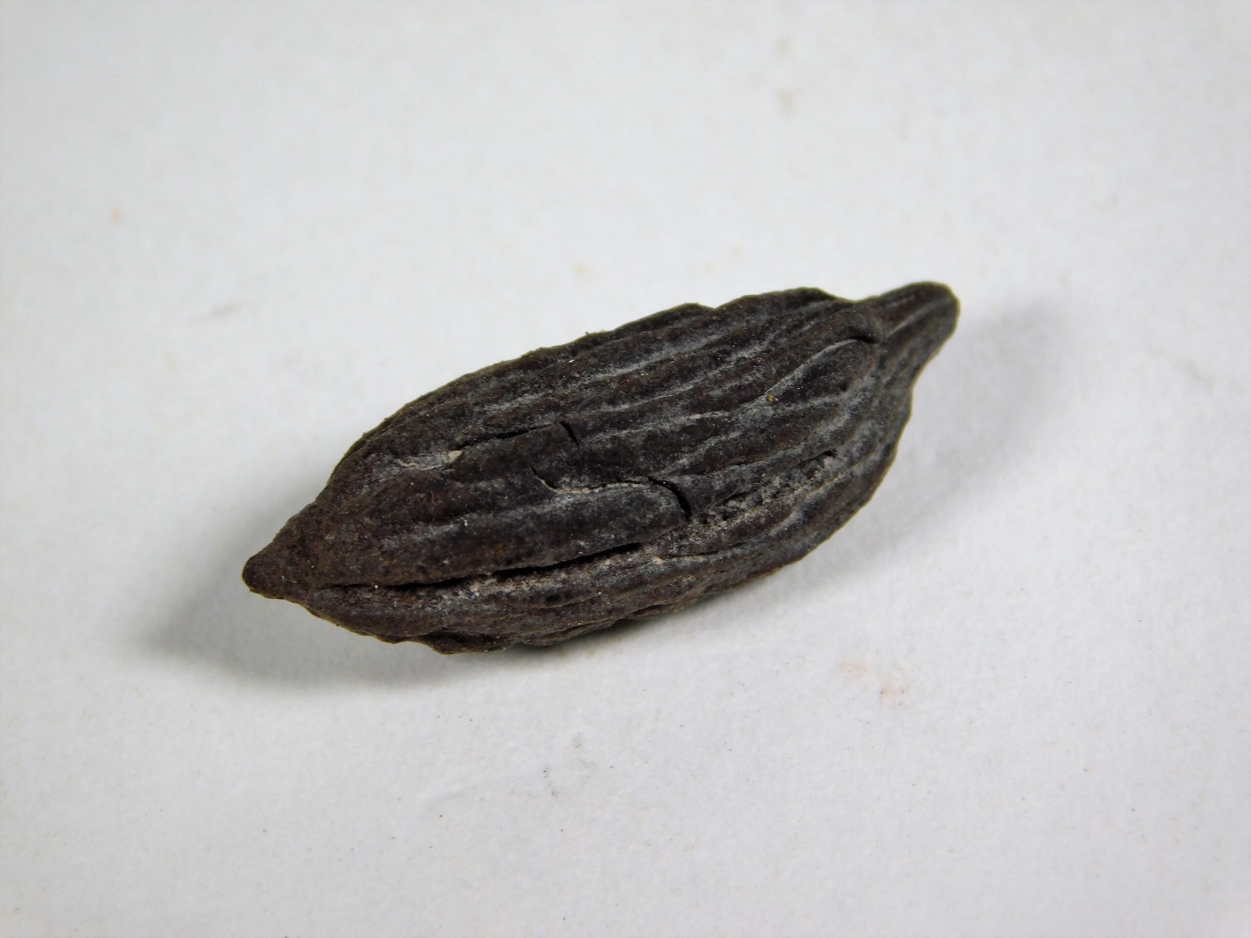 Cornaceae Nut - Mastixia