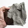 Precambrian Sea Pen - Inkrylovia lata - Image 4