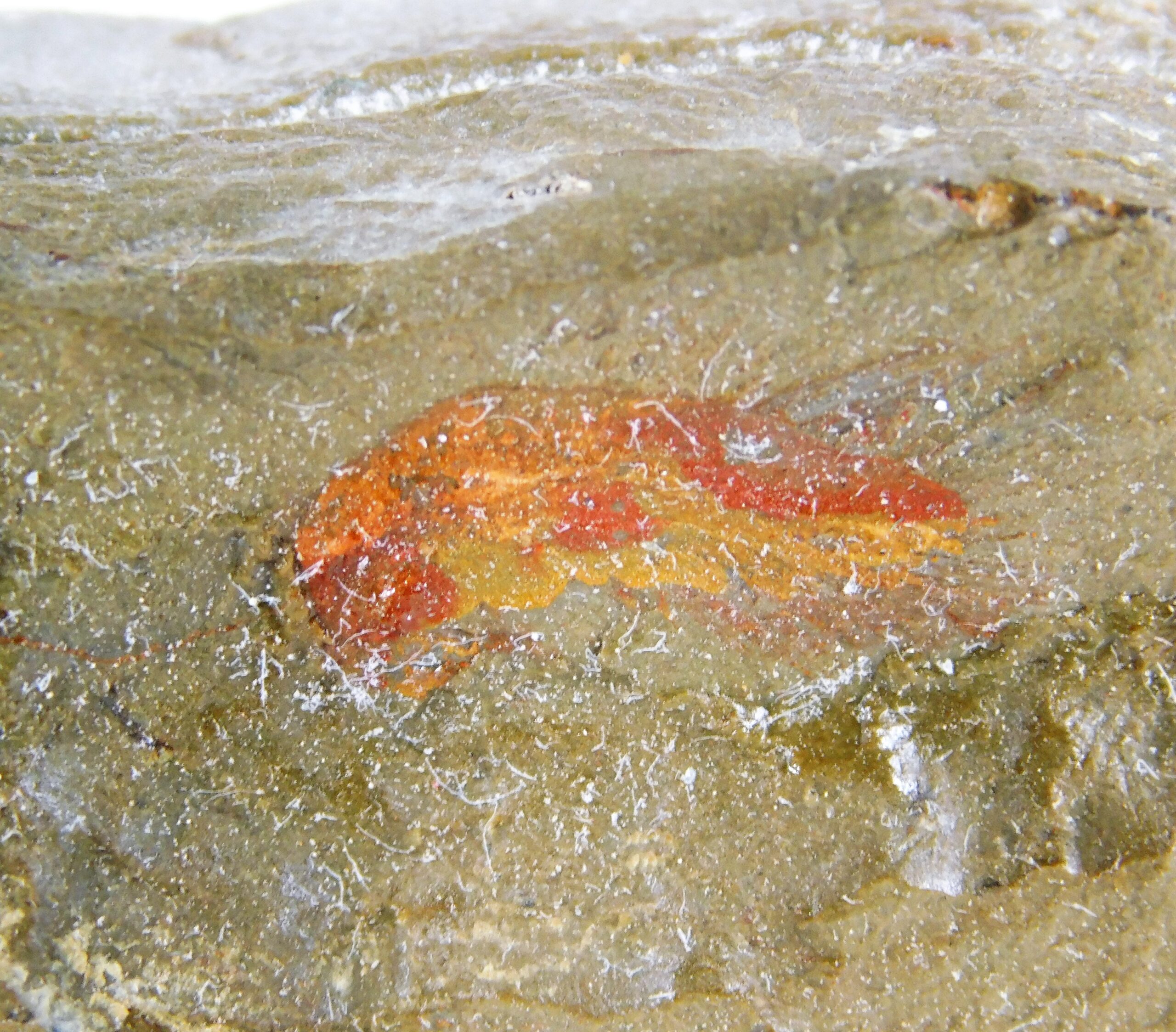 Ordovician sponge - Pirania
