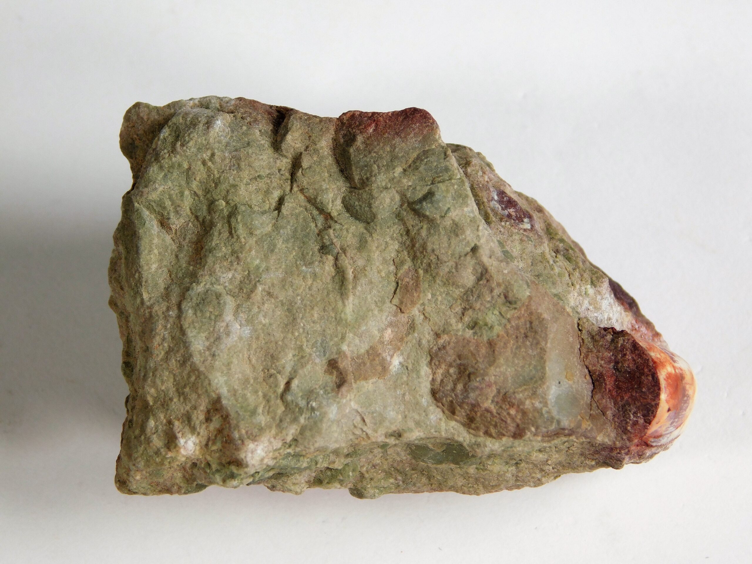 Phytosaur Tooth - Image 3