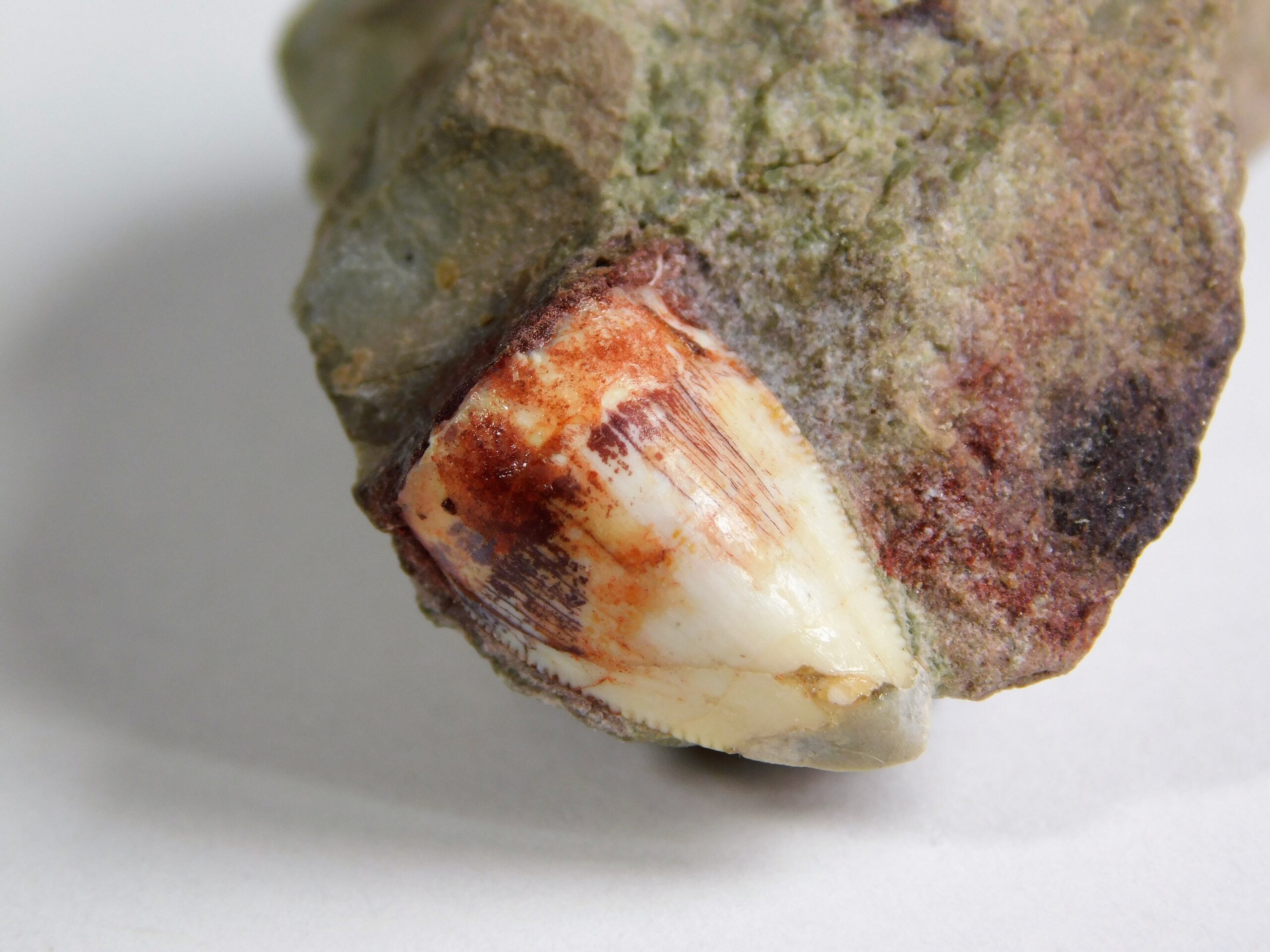 Phytosaur Tooth