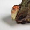 Phytosaur Tooth, The Natural Canvas