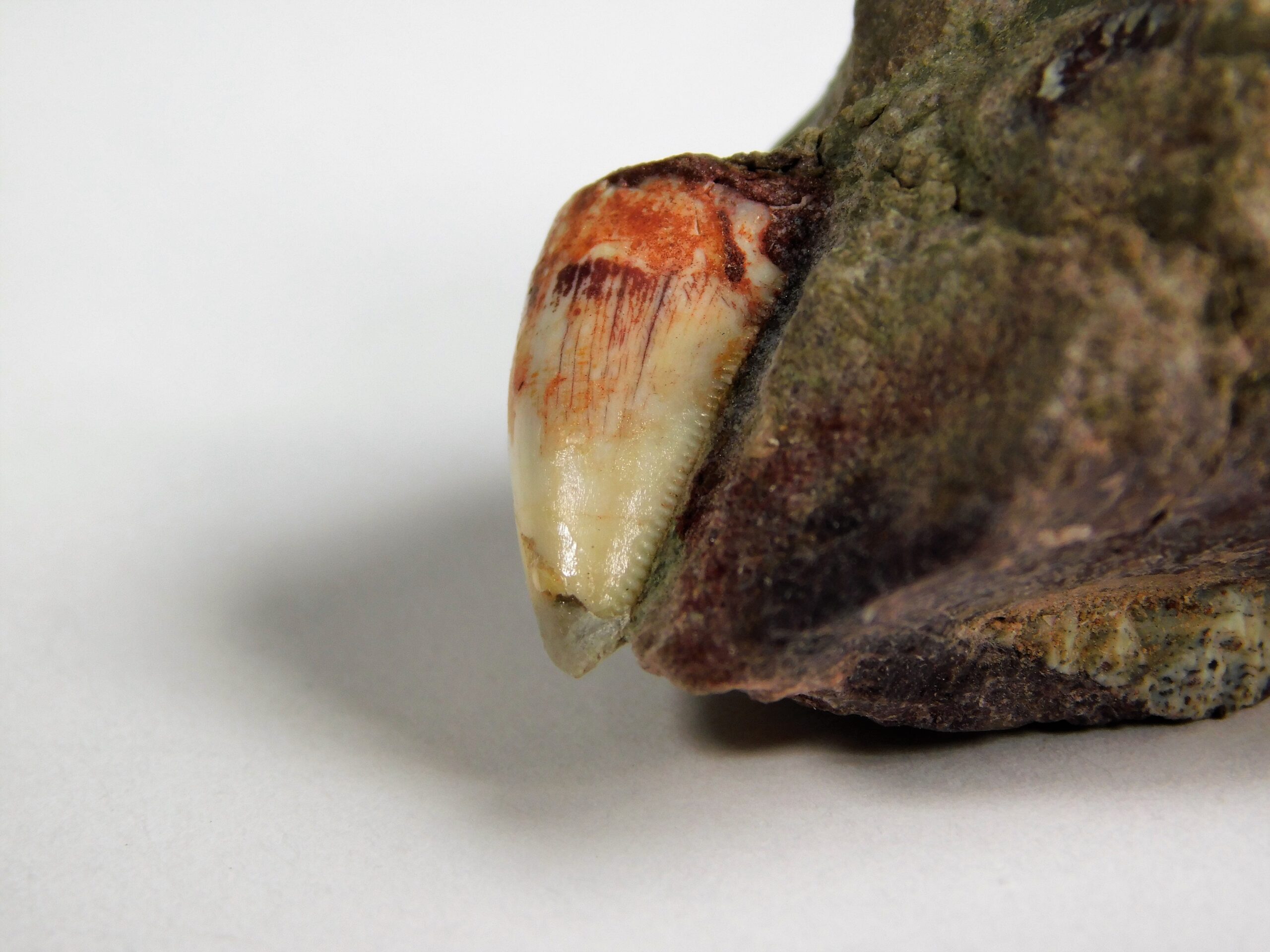 Phytosaur Tooth - Image 4