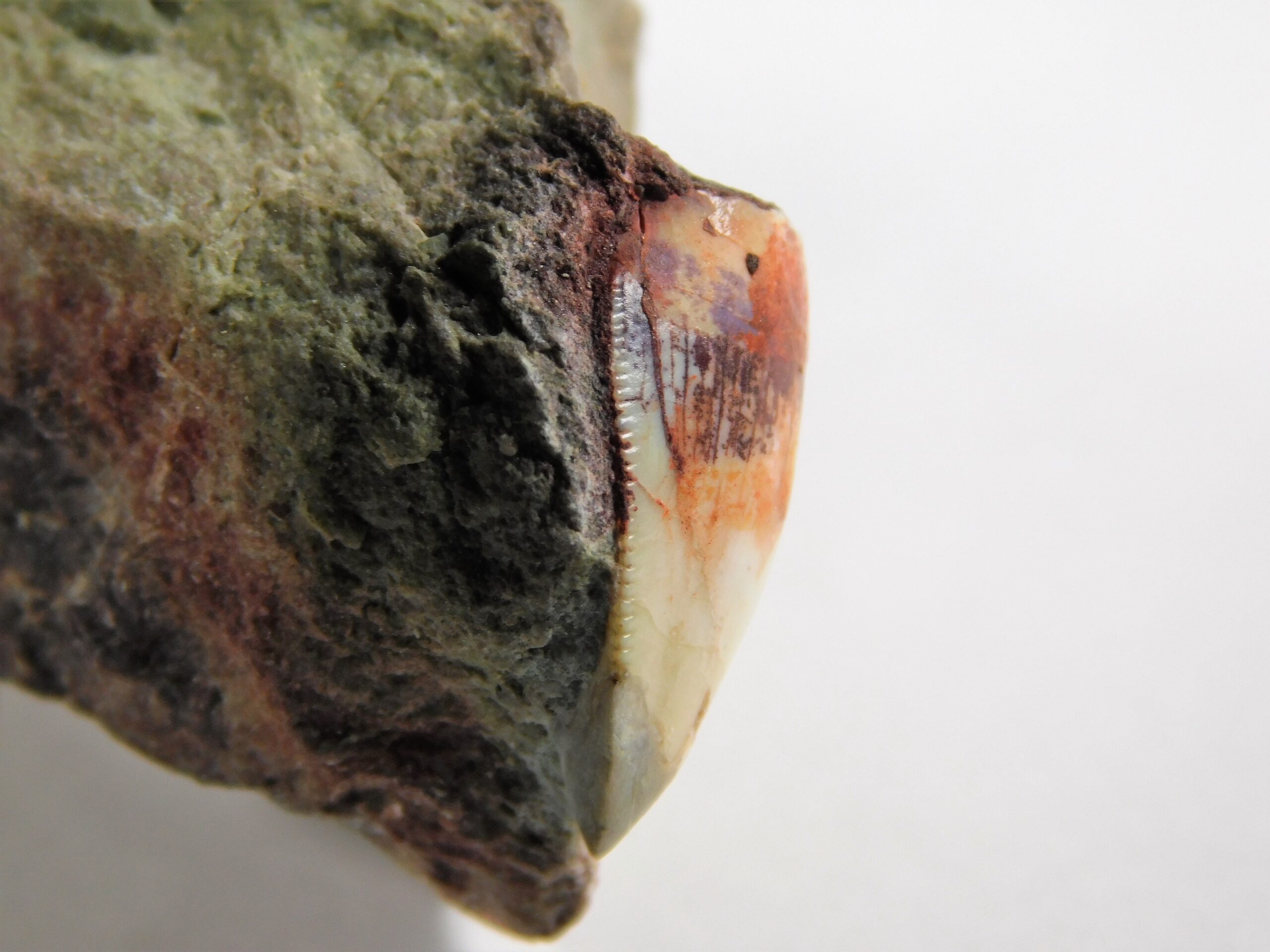 Phytosaur Tooth - Image 5