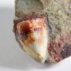Phytosaur Tooth, The Natural Canvas