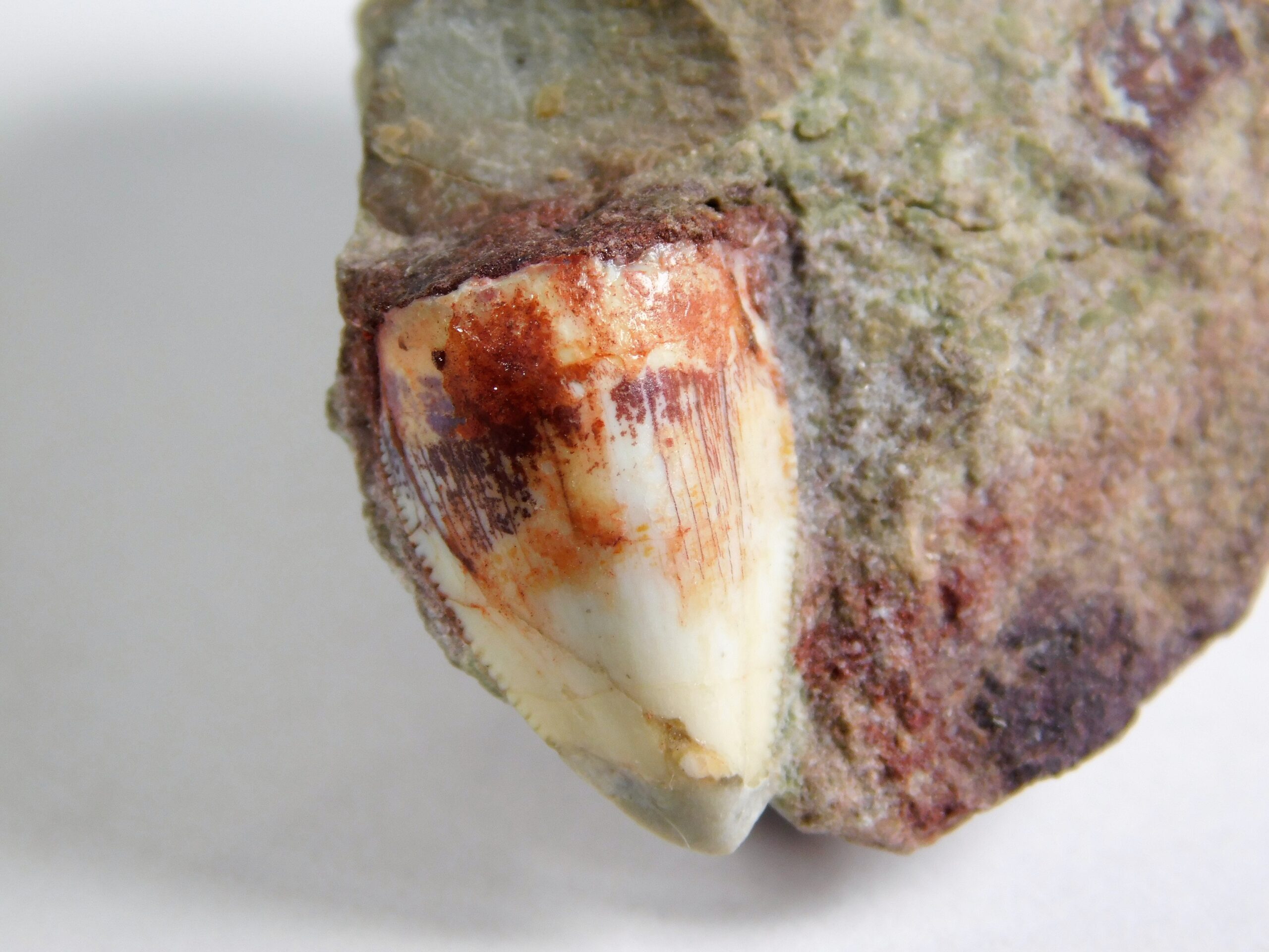 Phytosaur Tooth - Image 2