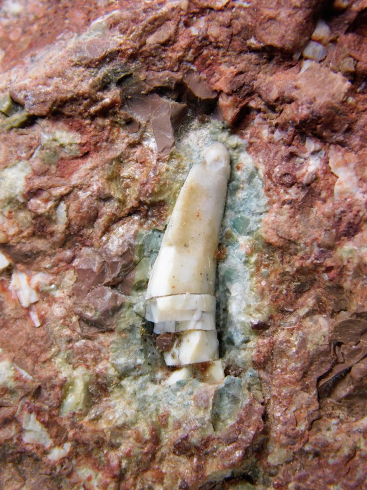 Archosaur tooth, The Natural Canvas