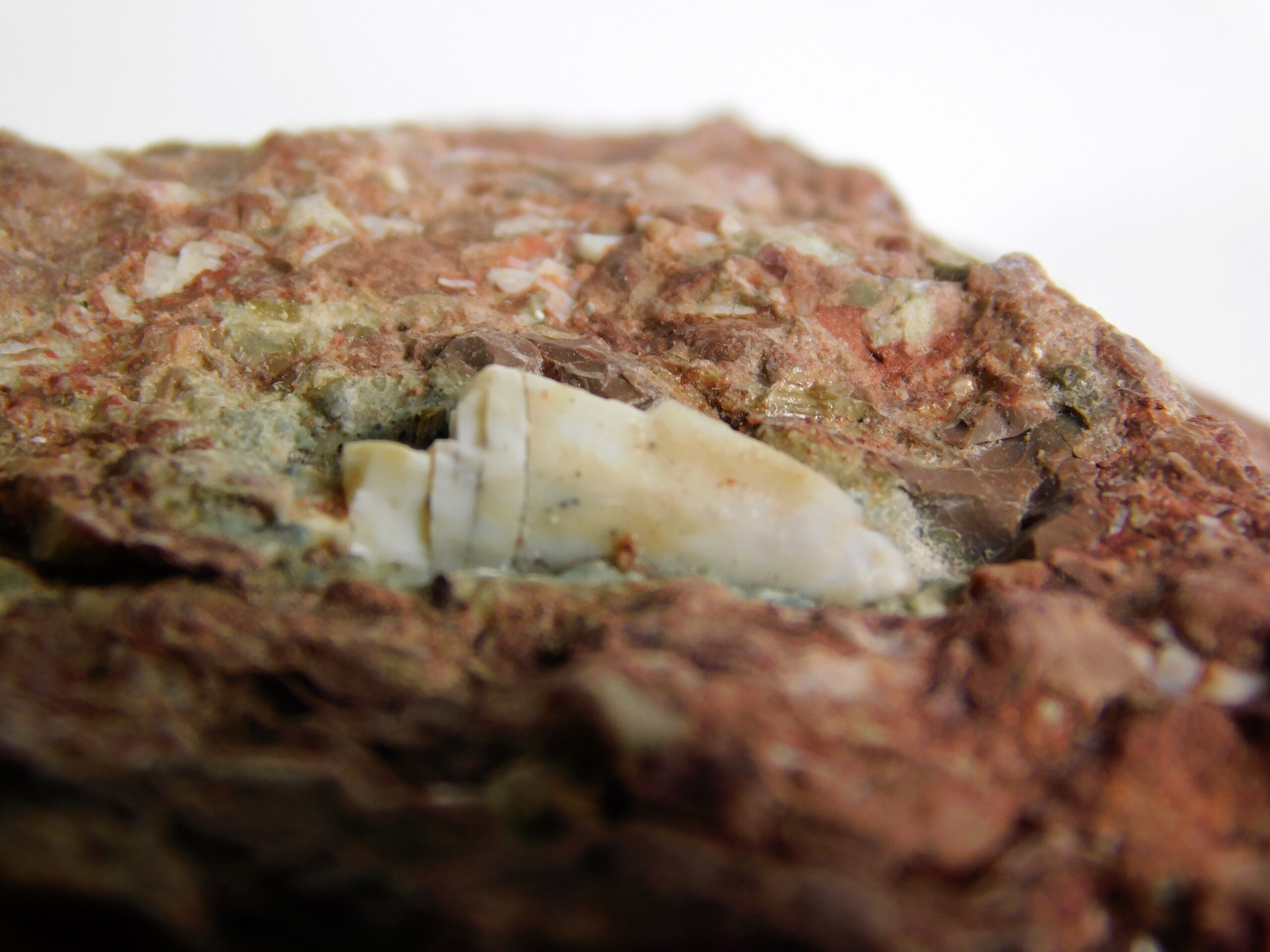 Archosaur tooth - Image 3