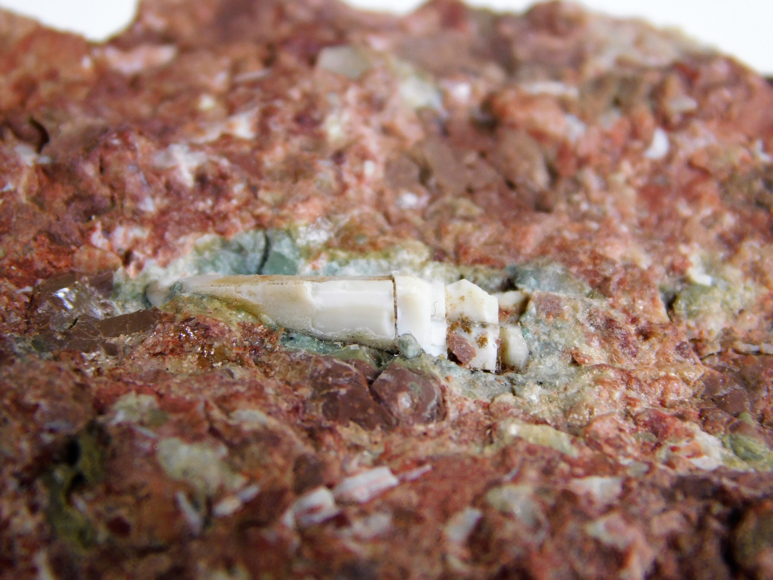 Archosaur tooth - Image 4