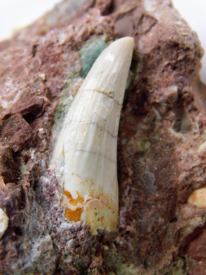 Archosaur teeth, The Natural Canvas