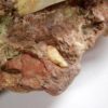 Archosaur teeth, The Natural Canvas