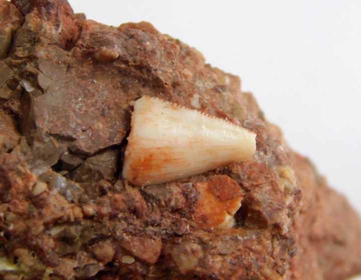 Archosaur tooth, The Natural Canvas