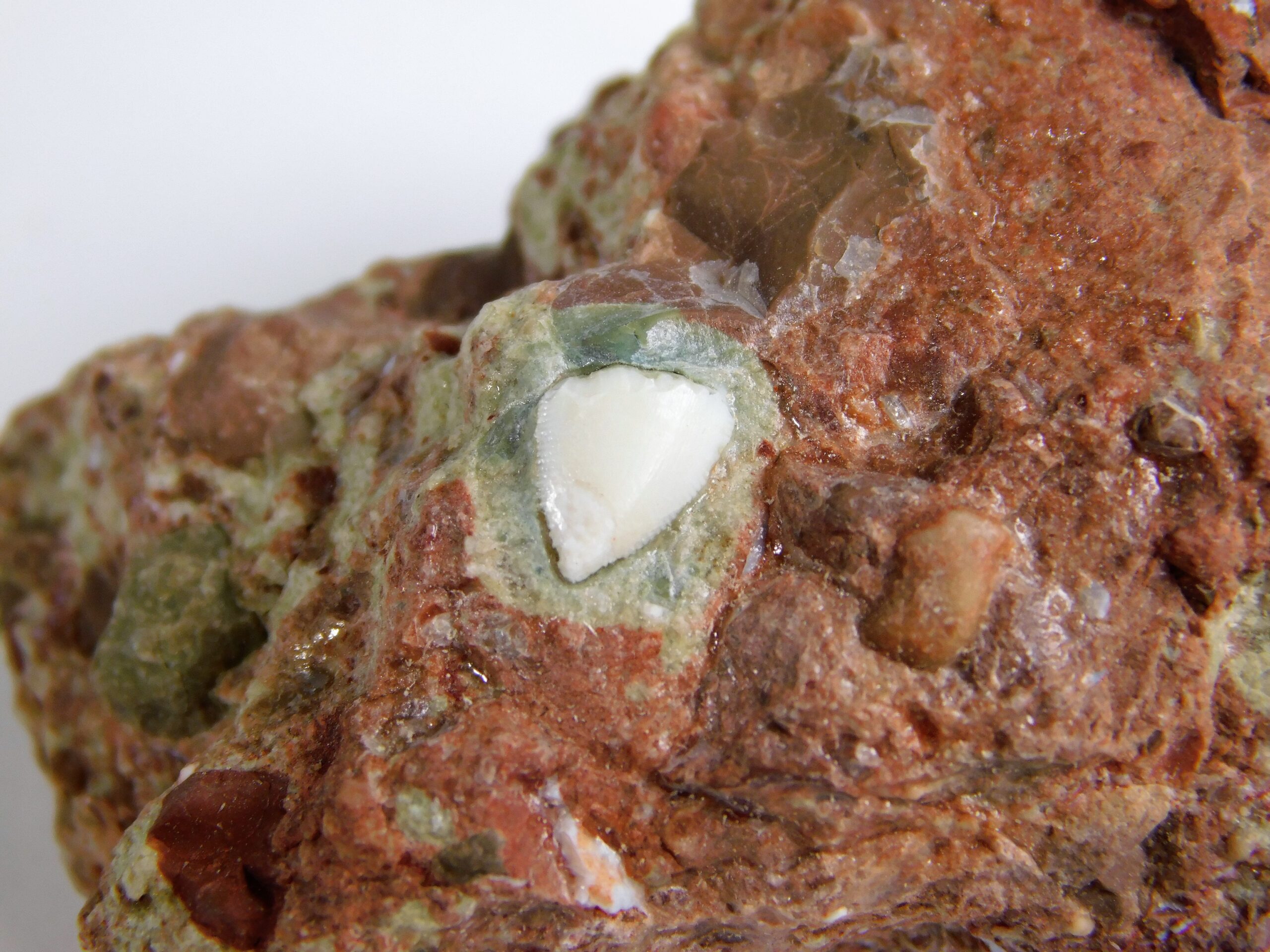 Archosaur tooth
