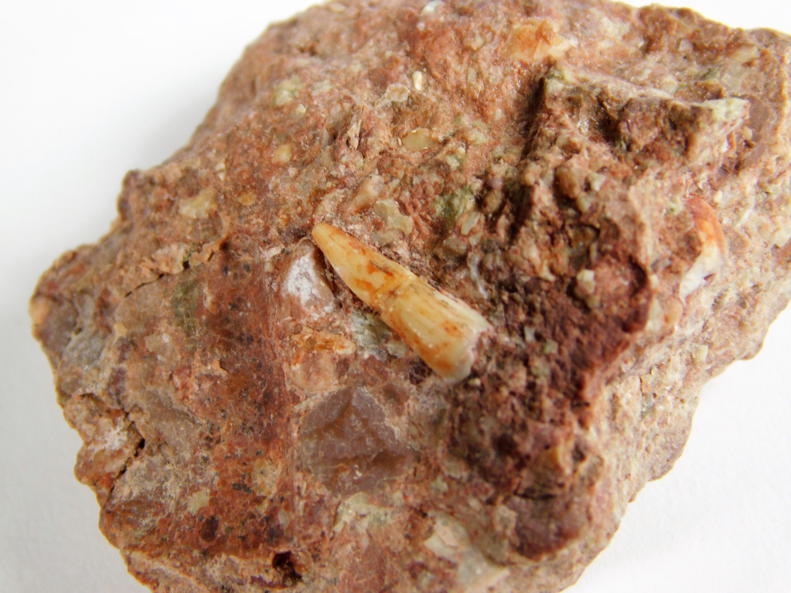 Labyrinthodont tooth