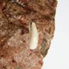 Archosaur tooth, The Natural Canvas