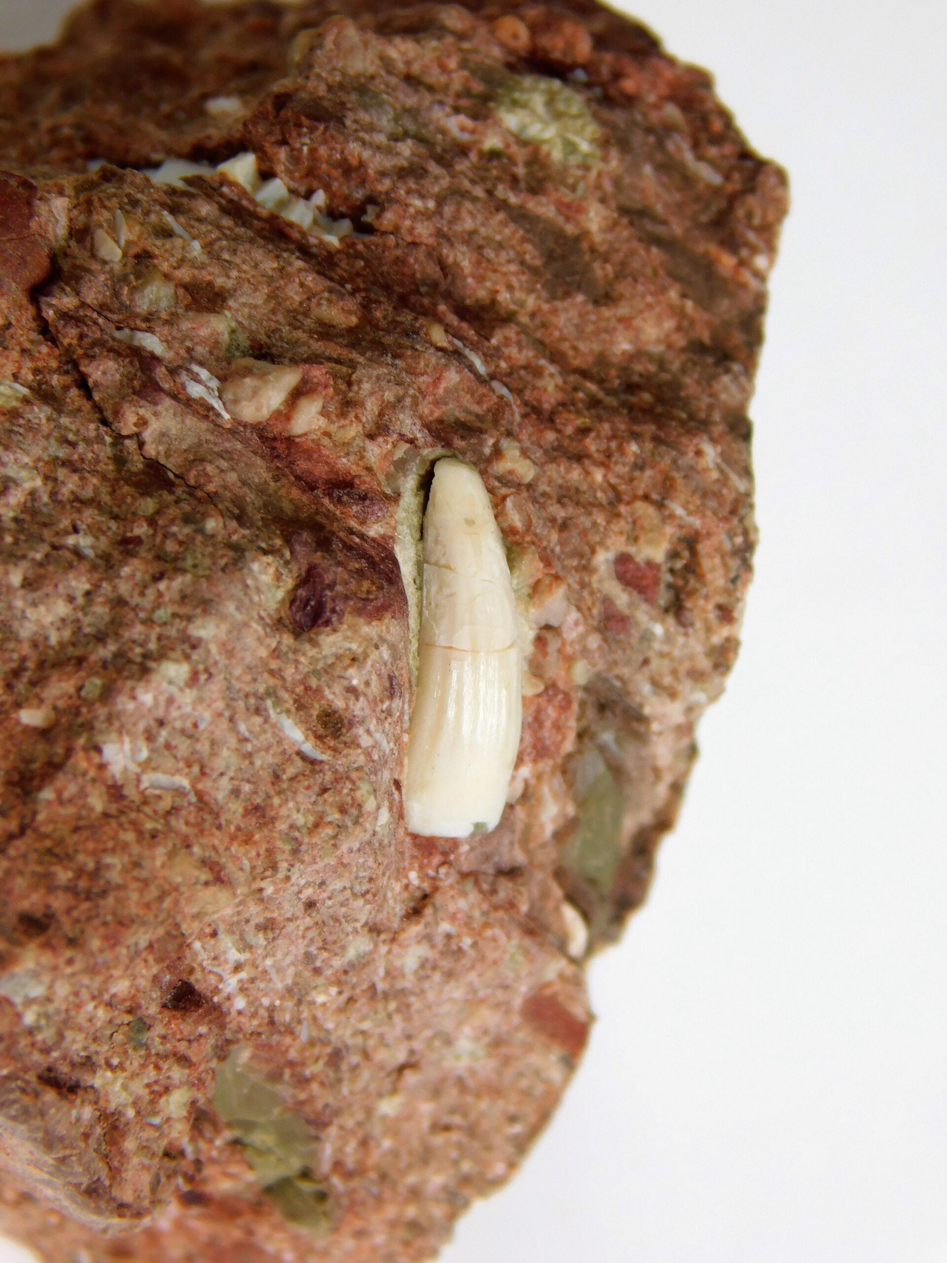 Archosaur tooth