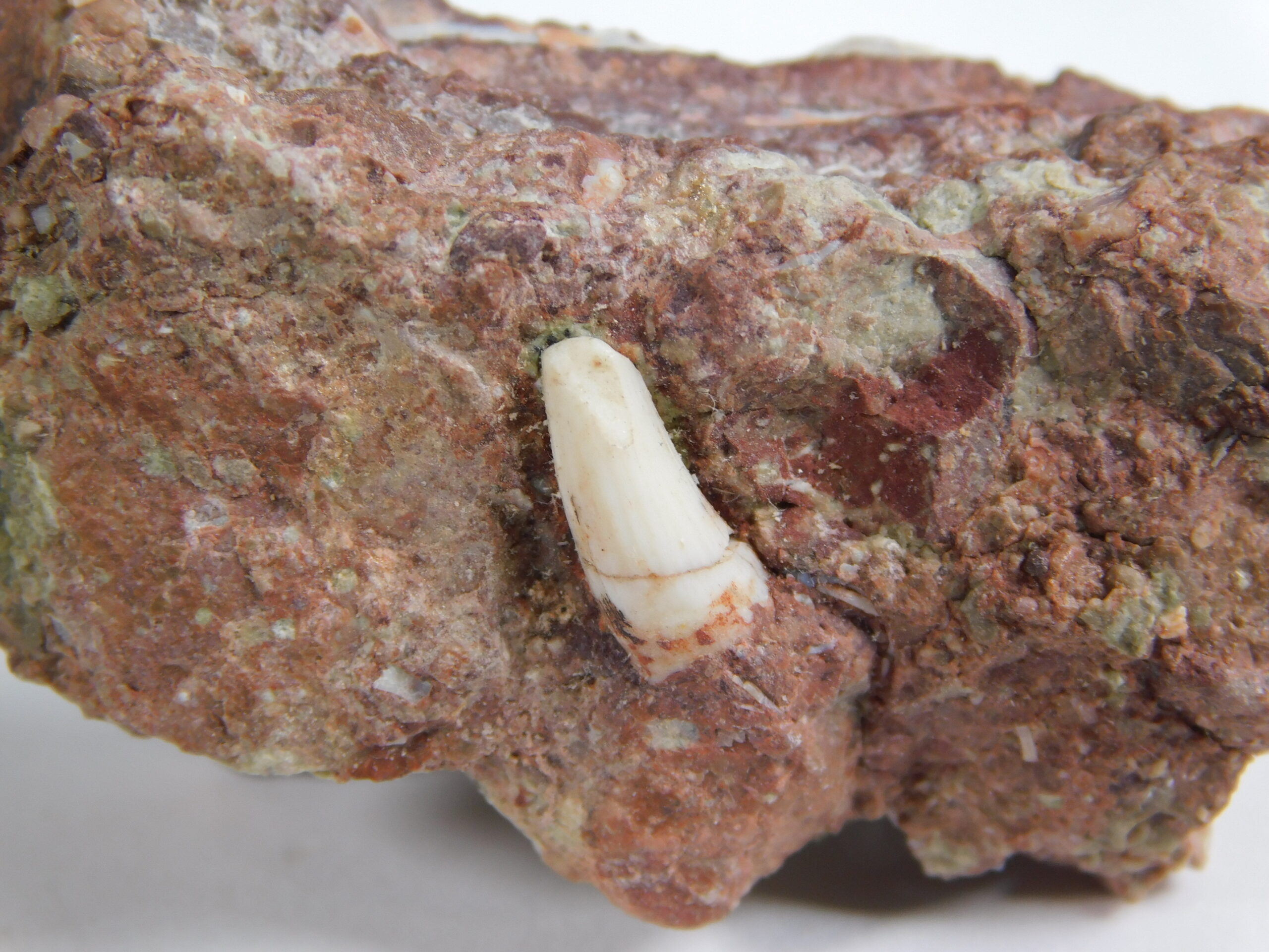 Phytosaur tooth