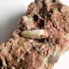 Phytosaur tooth, The Natural Canvas