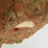 Phytosaur tooth, The Natural Canvas