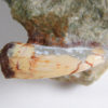 Phytosaur tooth, The Natural Canvas