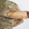 Phytosaur tooth, The Natural Canvas