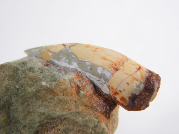 Phytosaur tooth, The Natural Canvas