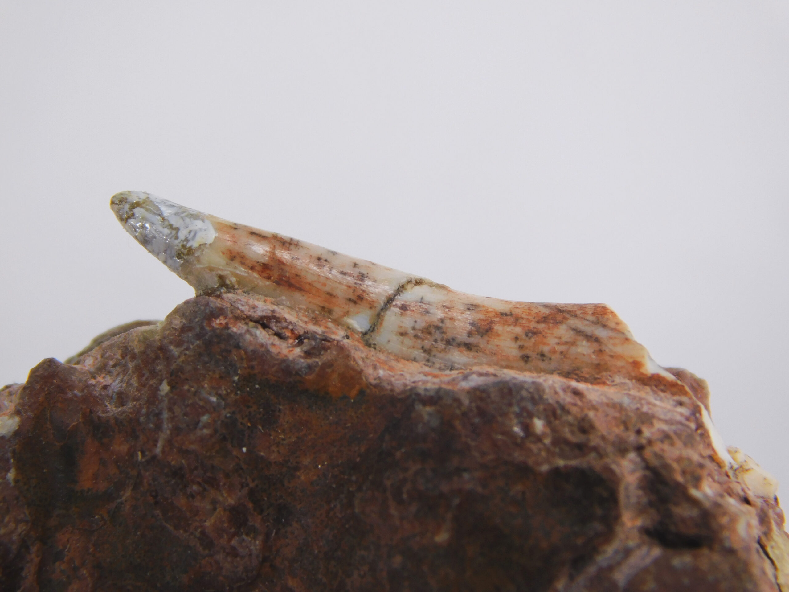 Archosaur Tooth