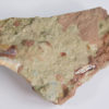 Archosaur tooth - Image 6
