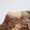Archosaur tooth, The Natural Canvas