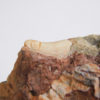 Archosaur tooth - Image 4
