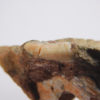 Archosaur tooth - Image 5