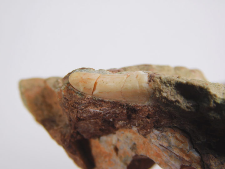 Archosaur tooth, The Natural Canvas