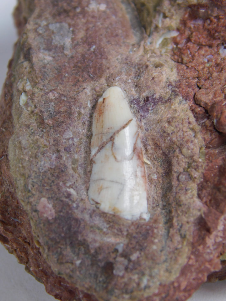 Archosaur tooth, The Natural Canvas