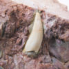 Archosaur tooth - Image 3