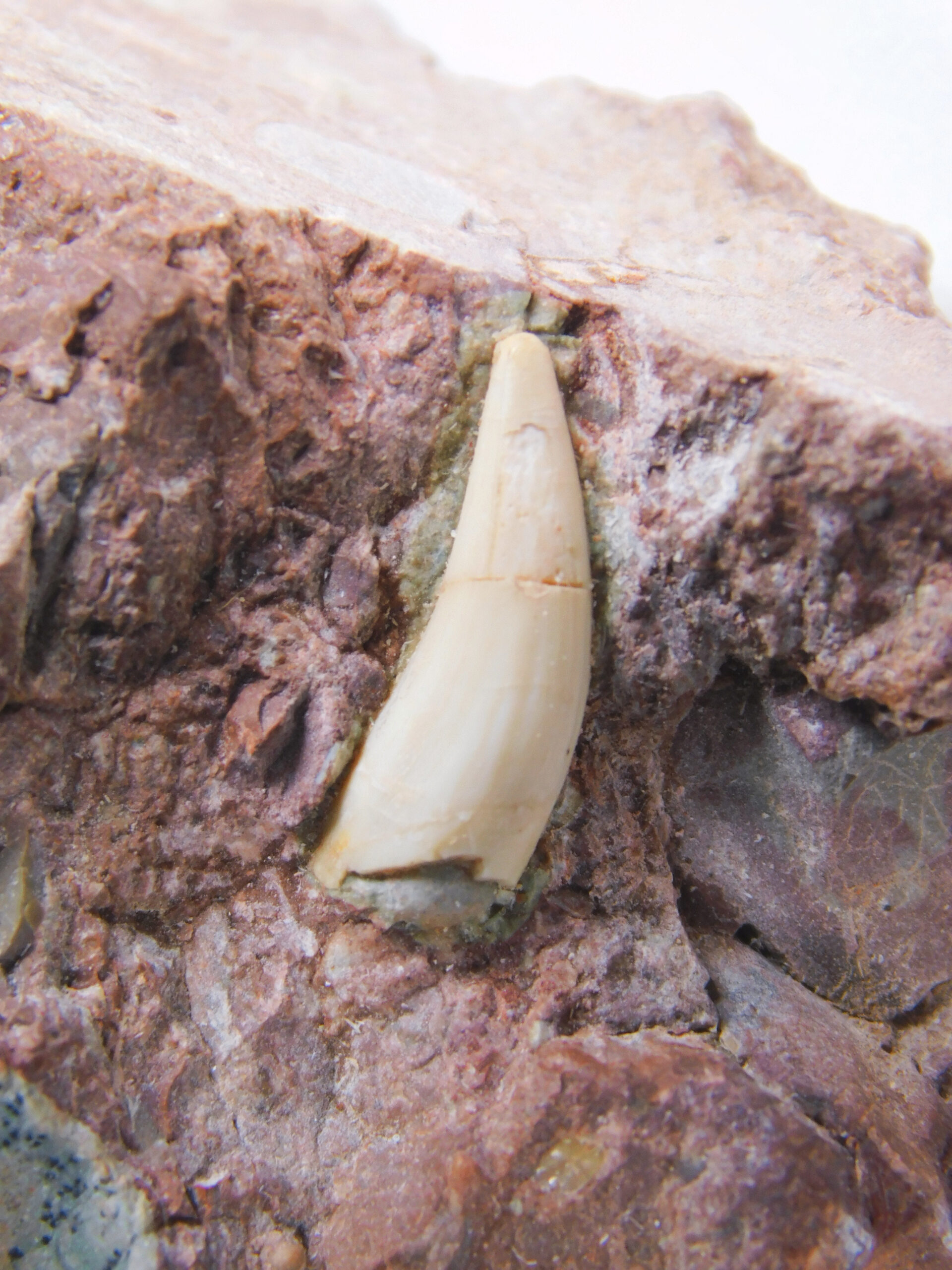 Archosaur tooth
