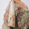 Phytosaur tooth, The Natural Canvas