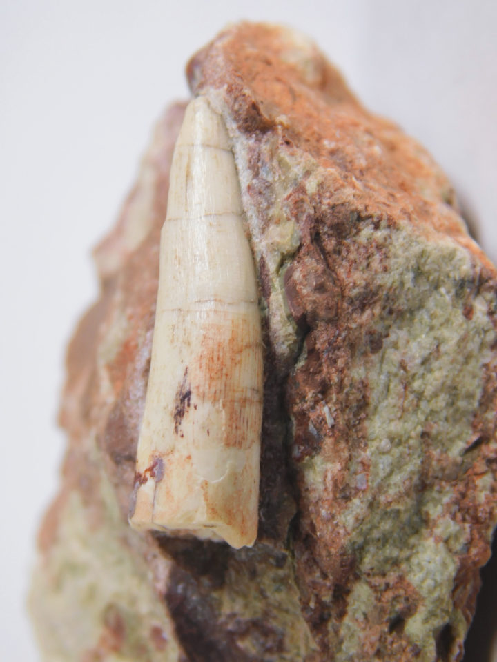 Phytosaur tooth, The Natural Canvas