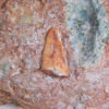 Triassic Dinosaur tooth &#8211; Coelophysis, The Natural Canvas
