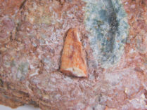 Triassic Dinosaur tooth - Coelophysis