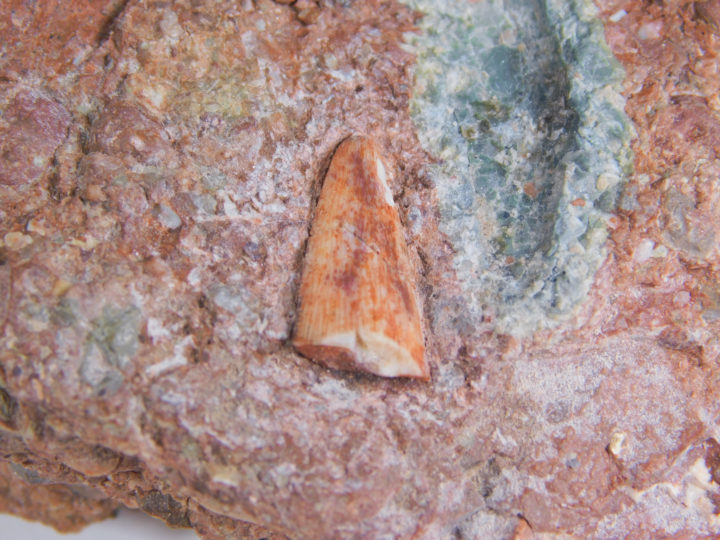 Triassic Dinosaur tooth &#8211; Coelophysis, The Natural Canvas