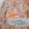 Triassic Dinosaur tooth &#8211; Coelophysis, The Natural Canvas