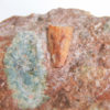 Triassic Dinosaur tooth &#8211; Coelophysis, The Natural Canvas