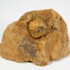 California Paleocene Echinoid - Periaster sp. - Image 4