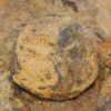 California Paleocene Echinoid - Periaster sp. - Image 3