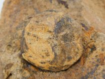 California Paleocene Echinoid - Periaster sp.