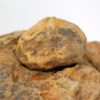 California Paleocene Echinoid - Periaster sp. - Image 6
