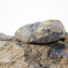 California Paleocene Echinoid - Periaster sp. - Image 2