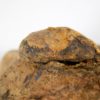 California Paleocene Echinoid - Periaster sp. - Image 5