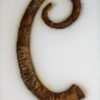 Spiroceras orbignyi - Image 2